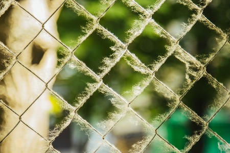 twisted woven metal mesh covered with poplar down on a blurred background close-up. fencing allergens on the street in summer. copy space.の写真素材