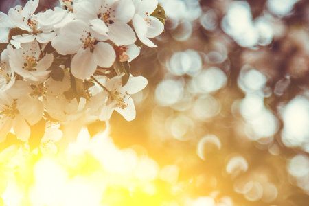 white flower of apricot tree closeup on blurred bokeh background. spring flowering of fruit trees...