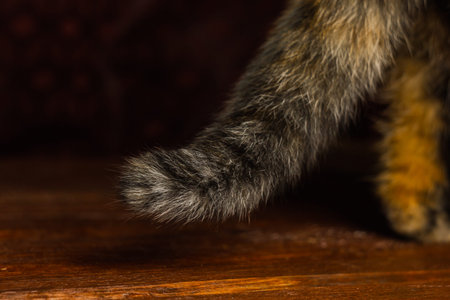 tricolor cat sitting on a wooden table close-up. paws pet macro.