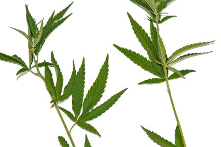 green hemp leaves isolated on white background top view. cannabis bush.の写真素材
