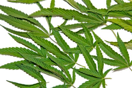 green hemp leaves isolated on white background top view. cannabis bush.の写真素材