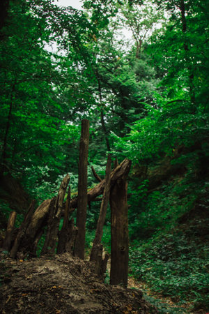 logs of dead dry trees piled in a pile. forest plants in the summer. wildlife landscape.