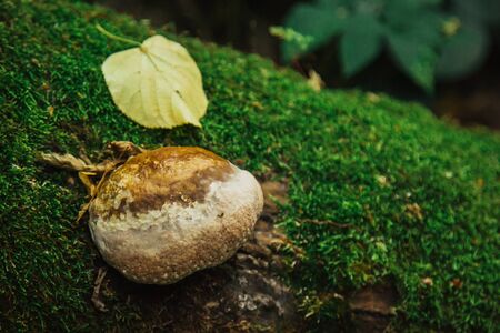 mushroom, lichen and green moss grow on a trunk of a fallen tree close-up. forest in summer.の写真素材
