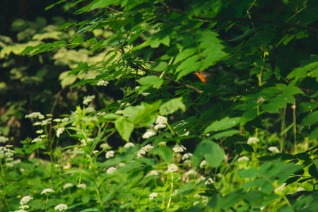 a small bird sits on a branch in dense thickets. forest plants in the summer. wildlife landscape.