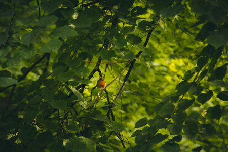 a small bird sits on a branch in dense thickets. forest plants in the summer. wildlife landscape.