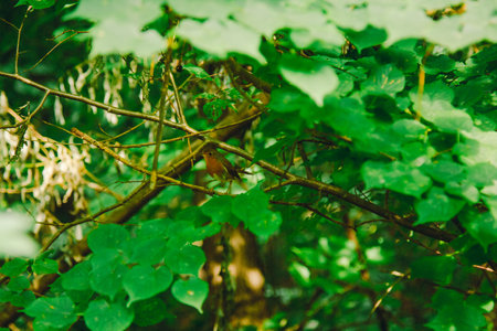 a small bird sits on a branch in dense thickets. forest plants in the summer. wildlife landscape.