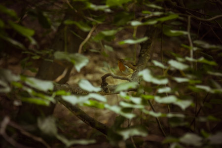 a small bird sits on a branch in dense thickets. forest plants in the summer. wildlife landscape.