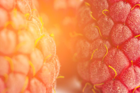 berries of red raspberries close-up. sweet summer medicinal berries macro details.