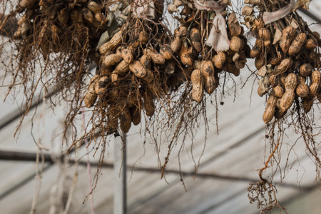 peanut bushes are dried in a greenhouse. the process of drying and ripening nuts. proper nutrition