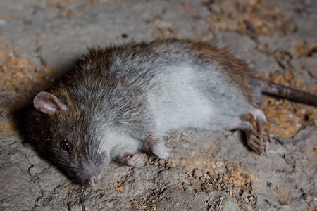 a big dead rat lies on cracked ground. pest and rodent poisoned by animal poisonの写真素材