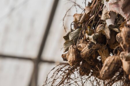 peanut bushes are dried in a greenhouse. the process of drying and ripening nuts. proper nutritionの写真素材