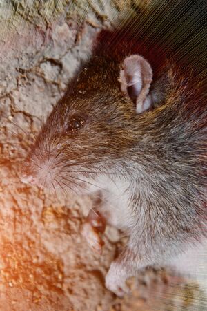 a big dead rat lies on cracked ground. pest and rodent poisoned by animal poisonの写真素材