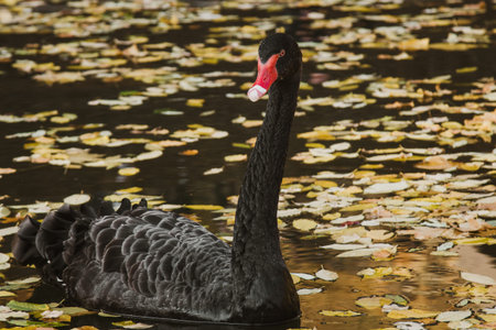a black swan swims on a lake with yellow leaves on a beautiful autumn, sunny day. the bird is cleaning its feathersの写真素材