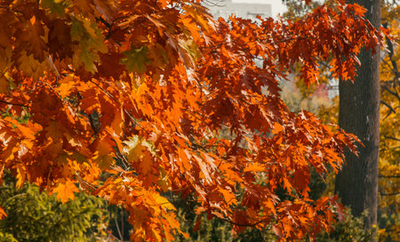 Autumn foliage of bright orange color through which rays of the sun break through. Beautiful scenery...