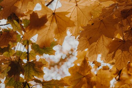 Autumn foliage of bright orange color through which rays of the sun break through. Beautiful scenery with warm-colored trees and a lakeの写真素材