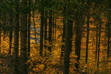 Autumn foliage of bright orange color through which rays of the sun break through. Beautiful scenery with warm-colored trees and a lakeの写真素材