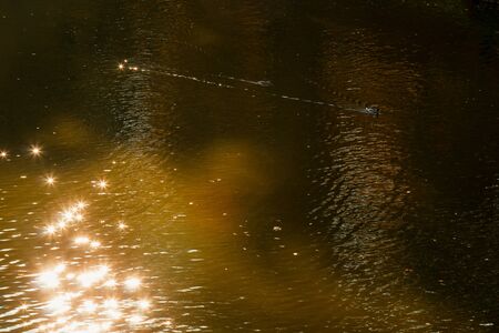 Autumnal foliage of bright orange that fell in the lake. Beautiful scenery with warm-colored trees and a lakeの写真素材