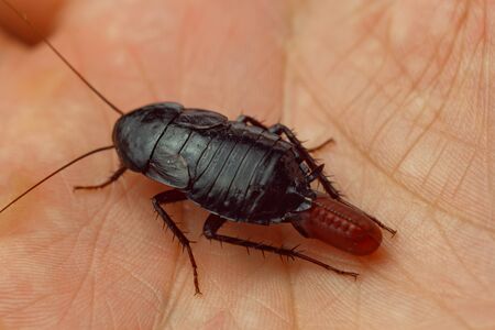 Red pregnant cockroach with an egg on a human hand. Macro photo close-upの写真素材