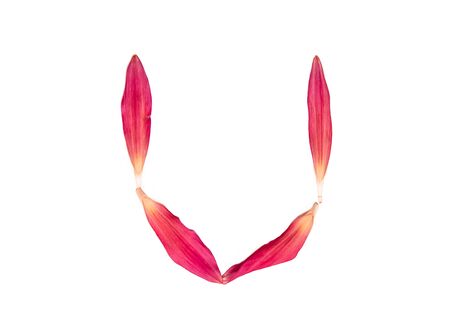 Alphabet from flower petals of a pink color on a white background. Isolated top view, letter uの写真素材