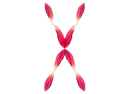 Alphabet from flower petals of a pink color on a white background. Isolated top view, letter xの写真素材