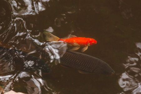 koi fish of various colors swim in a pond in clear water