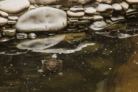 one slider turtle basking on a log under the sun, floating in the water, looking directly at the audienceの写真素材