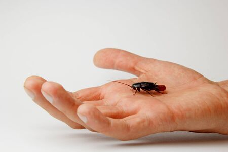 Red pregnant cockroach with an egg on a human hand. Macro photo close-upの写真素材