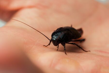 Red pregnant cockroach with an egg on a human hand. Macro photo close-upの写真素材