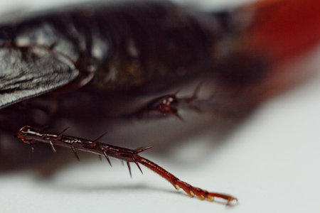 Red pregnant cockroach with an egg, on a white isolated background. Macro photo close-up