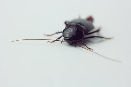 Red pregnant cockroach with an egg, on a white isolated background. Macro photo close-upの写真素材