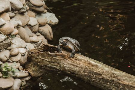 one slider turtle basking on a log under the sun, floating in the water, looking directly at the audienceの写真素材