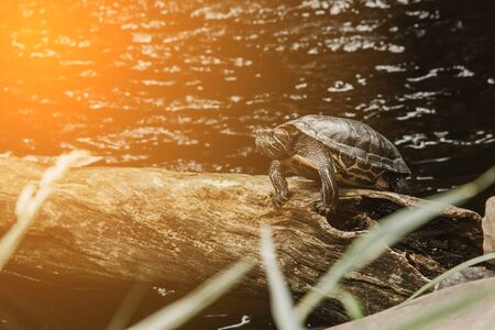 one slider turtle basking on a log under the sun, floating in the water, looking directly at the audienceの写真素材