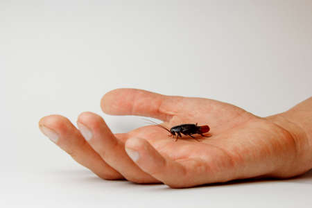 Red pregnant cockroach with an egg on a human hand. Macro photo close-upの写真素材