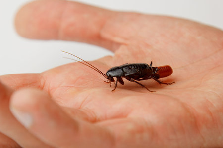 Red pregnant cockroach with an egg on a human hand. Macro photo close-up