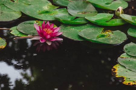 Beautiful pink pink lotus, seaweed with reflection in the pond