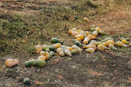 Pumpkins are laid out in the garden, ready for harvest. Autumn pumpkin patchの写真素材