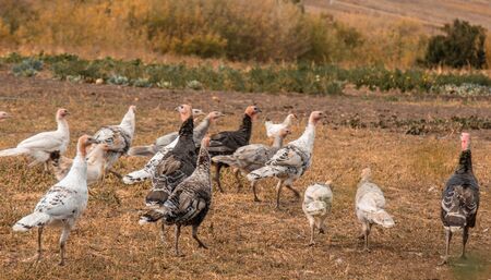Large group of healthy turkeys in a farm for housework concept. Poultry farmingの写真素材
