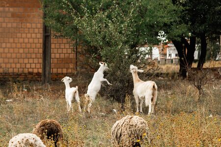 A flock of brown, white and black sheep graze in the field. Artiodactyls, woolen animalsの写真素材