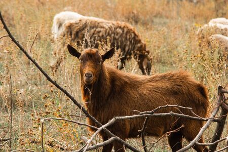 A flock of brown, white and black sheep graze in the field. Artiodactyls, woolen animalsの写真素材