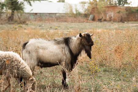 A flock of brown, white and black sheep graze in the field. Artiodactyls, woolen animalsの写真素材