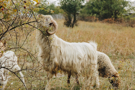 A flock of brown, white and black sheep graze in the field. Artiodactyls, woolen animals