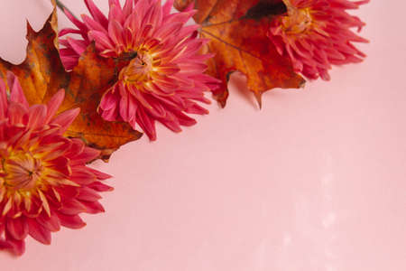 pink flower on a pink background. female health concept. A reference to tenderness, care and kindness. Summer versus Autumnの写真素材