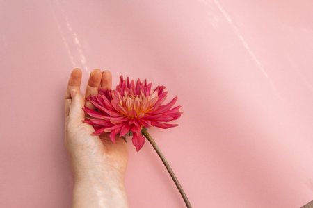 pink flower on a pink background. female health concept. A reference to tenderness, care and kindnessの写真素材