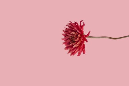pink flower on a pink background. female health concept. A reference to tenderness, care and kindnessの写真素材