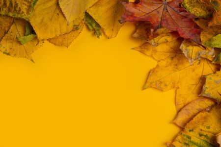 Autumn composition. Multicolor green yellow, red, maple leaves isolated on yellow background. Flat lay, top view, copy space. Fall concept. Autumn background. Creative season layoutの写真素材
