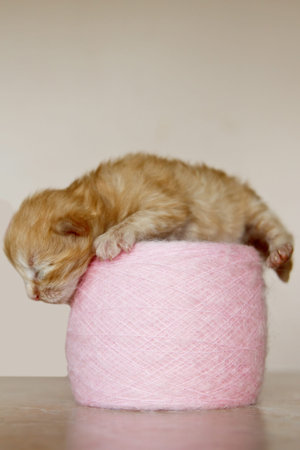 Beige, small, fluffy cute kitten on a ball of soft threads. One Week Old Newborn Cat with Closed...