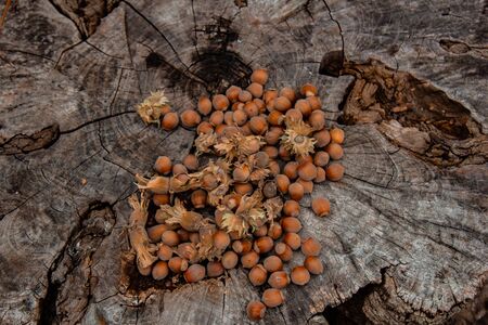 A bunch of fresh ripe hazelnuts on an old stump. Shallow depth of field. Food protein. Peanut Butter Advertising. Background image of a pattern of orchidsの写真素材