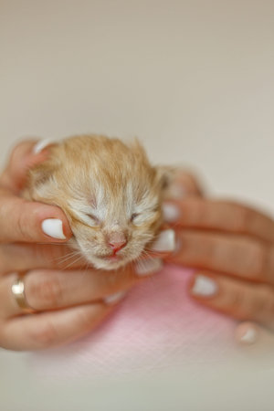 Beige, small, fluffy cute kitten in the hands. One Week Old Newborn Cat with Closed Eyes, Kid Animals and Adorable Cat Conceptの写真素材