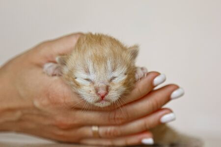 Beige, small, fluffy cute kitten in hands closeup. One week old newborn cat with eyes closed, baby animals and adorable cat conceptの写真素材