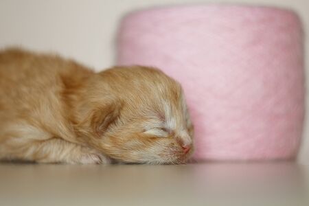 Beige, small, fluffy cute kitten on a ball of soft threads. One Week Old Newborn Cat with Closed Eyes, Kid Animals and Adorable Cat Conceptの写真素材